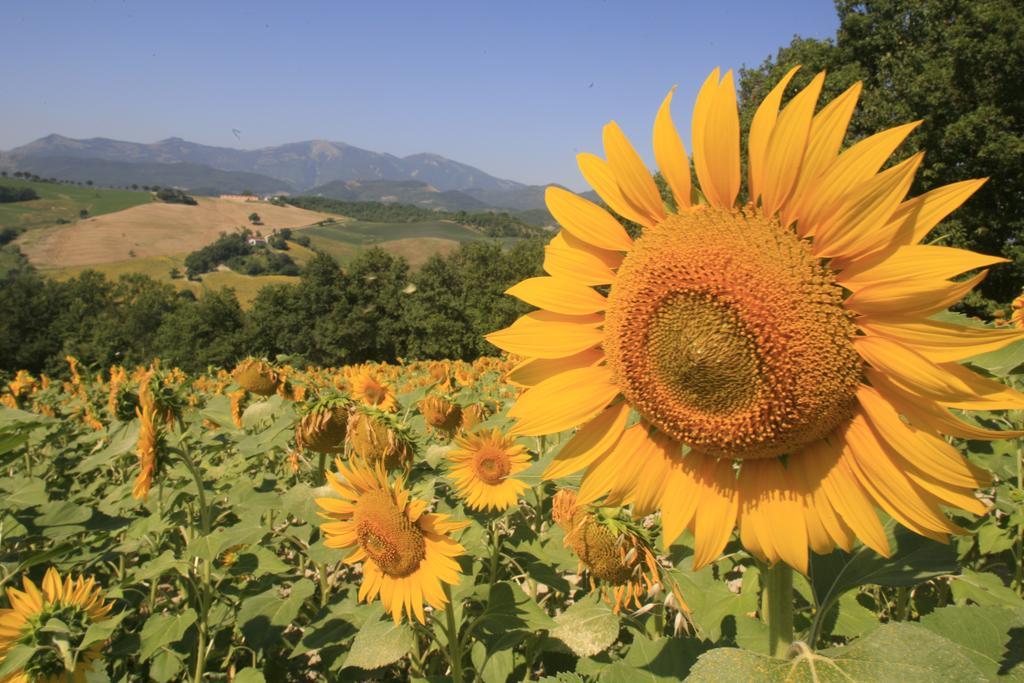 Agriturismo Il Fienile Di Ca Battista Apartman Cagli Kültér fotó